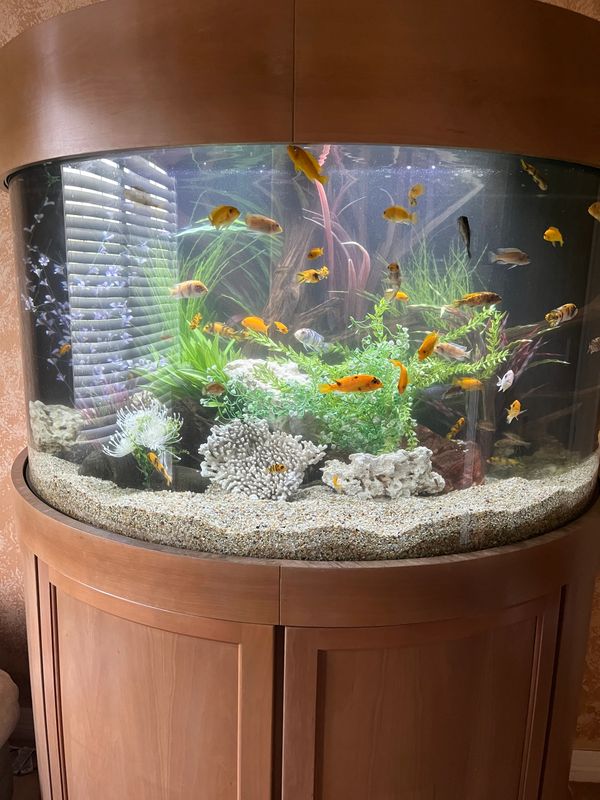 Best Aquarium Shop Near Me My Business